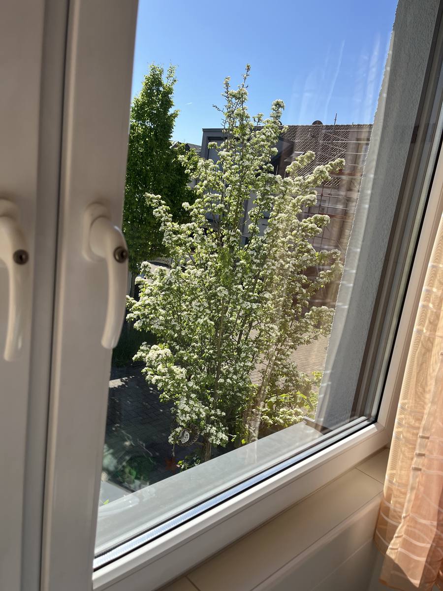 Fenster nachher